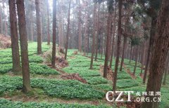 湖南林下经济年产值超600亿元 经济示范