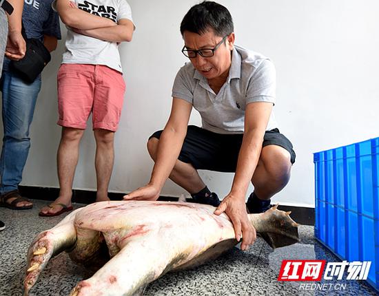 王晓清在检查“鳖嗲嗲”的伤口。