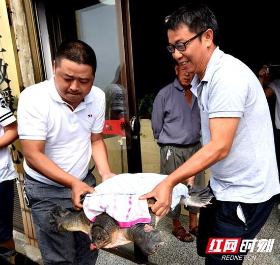 “鳖嗲嗲”被送往湖南农业大学进行救治。