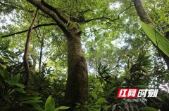 邵阳城步发现3000株野生青钱柳 被誉植物
