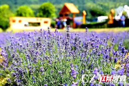 夏季,薰衣草花田与山间木屋。景区供图