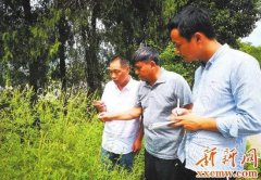 娄底发现外来入侵植物豚草 专家提醒: