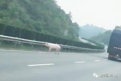 娄底:倒霉“二师兄”被挤下车 高速上