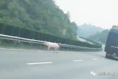 娄底：倒霉“二师兄”被挤下车 高速上