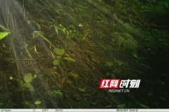 湖南首次发现新纪录种绿翅金鸠(图)