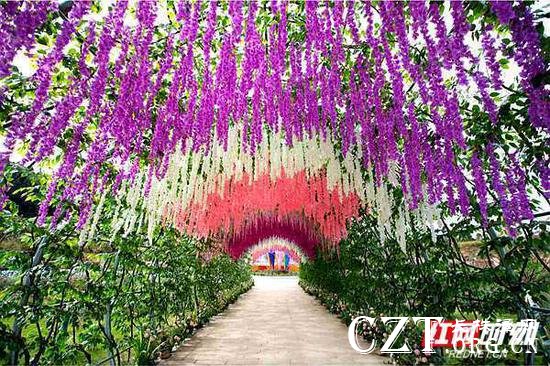 湖南怀化鹤城区，新开业的山下花海景区紫藤锦簇。陈敏捷 摄