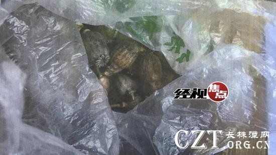 岳麓区人民检察院公诉人 谭小丹: